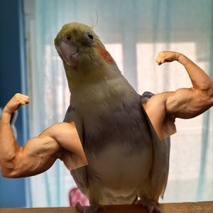 Meet your Posher, Ivan